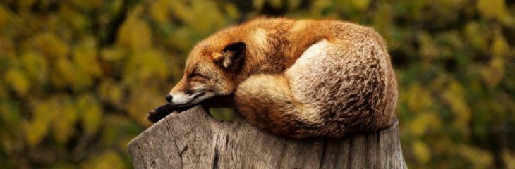 How To Effectively Relieve Stress: 10 Strategies That Will Help Calm Your Body & Mind