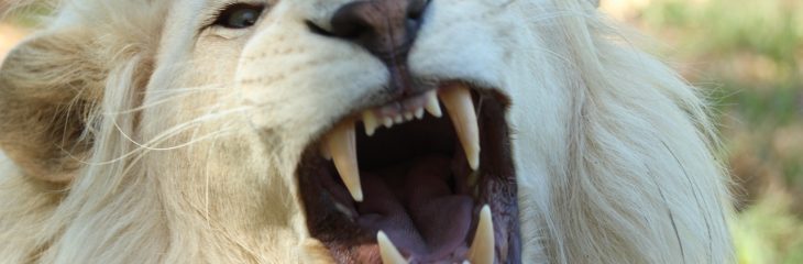 Narcissistic Rage 101: How to Avoid it and Deal With It